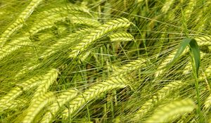 Preview wallpaper wheat, spikelets, macro, green, field