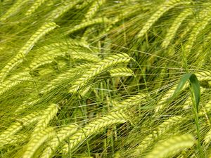 Preview wallpaper wheat, spikelets, macro, green, field