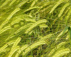 Preview wallpaper wheat, spikelets, macro, green, field