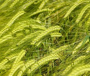 Preview wallpaper wheat, spikelets, macro, green, field