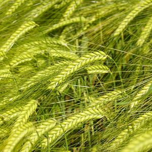 Preview wallpaper wheat, spikelets, macro, green, field