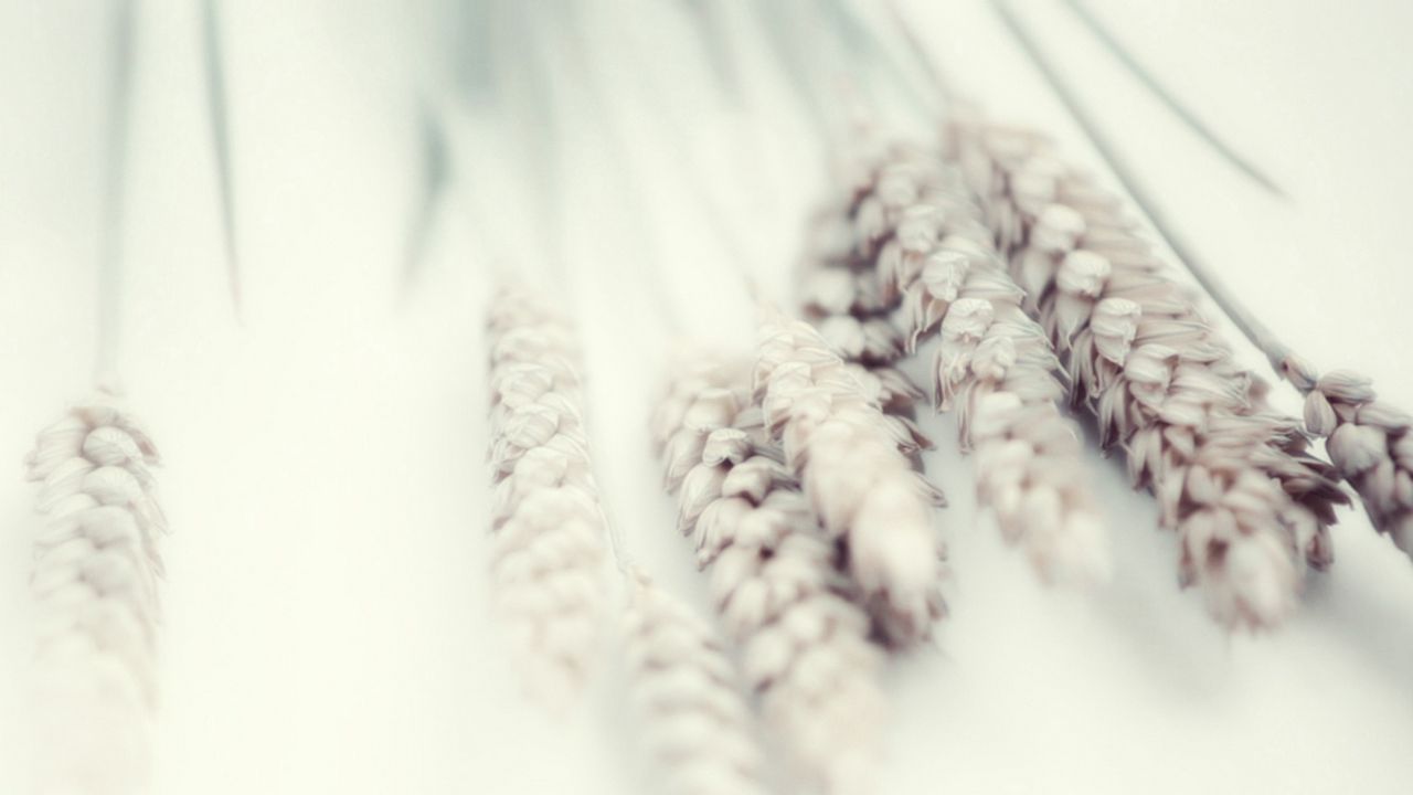Wallpaper wheat, white, soft, plant