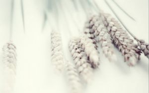 Preview wallpaper wheat, white, soft, plant
