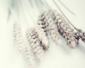 Preview wallpaper wheat, white, soft, plant