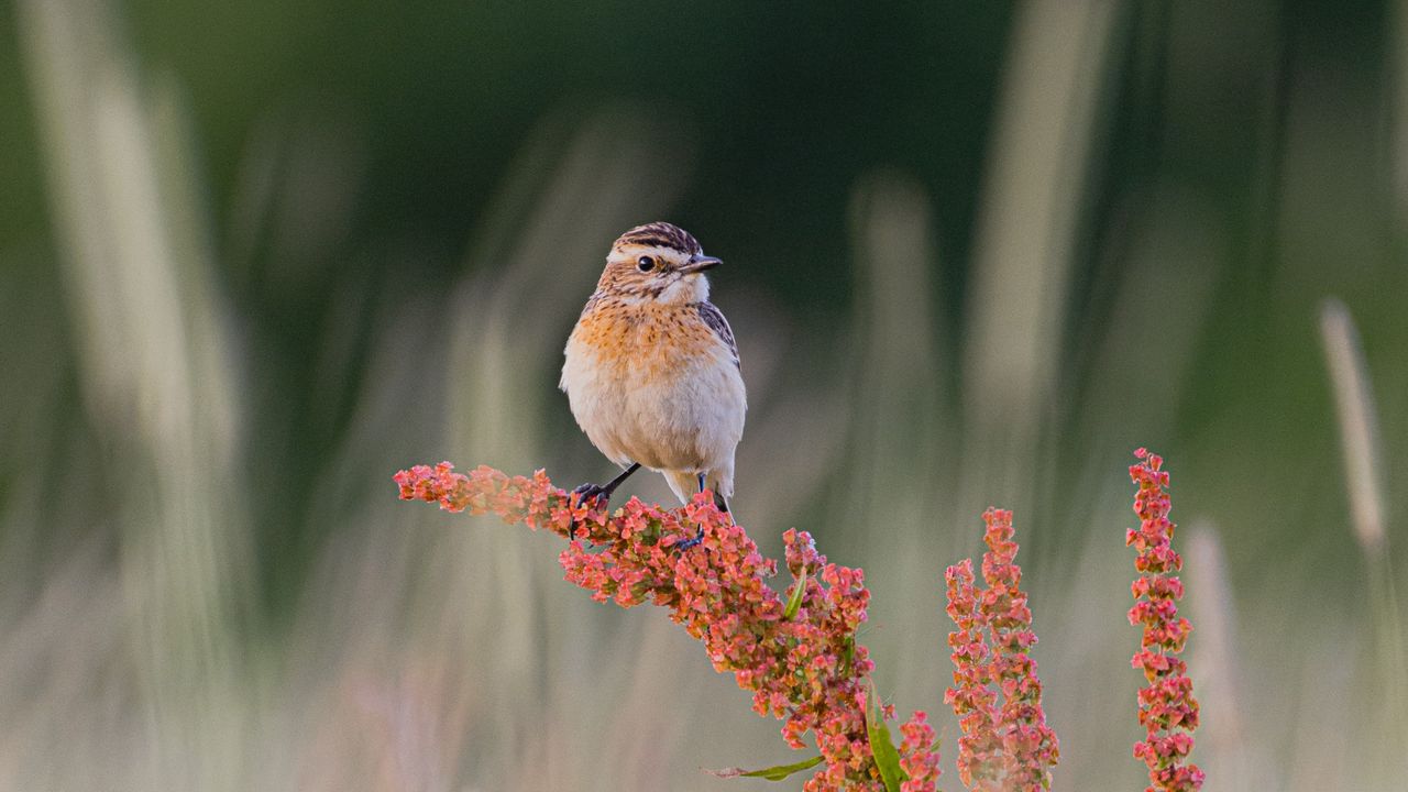 Wallpaper whinchat, bird, ears, branches