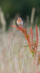 Preview wallpaper whinchat, bird, ears, branches