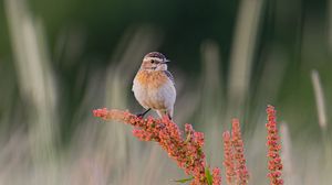 Preview wallpaper whinchat, bird, ears, branches