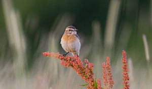 Preview wallpaper whinchat, bird, ears, branches