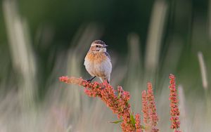 Preview wallpaper whinchat, bird, ears, branches