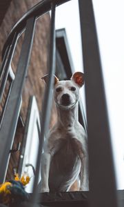 Preview wallpaper whippet, dog, look out, balcony