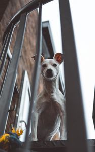 Preview wallpaper whippet, dog, look out, balcony