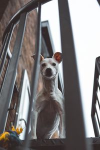 Preview wallpaper whippet, dog, look out, balcony