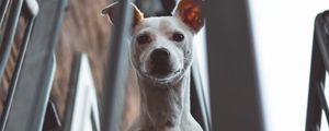 Preview wallpaper whippet, dog, look out, balcony