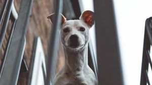 Preview wallpaper whippet, dog, look out, balcony