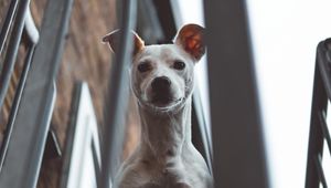 Preview wallpaper whippet, dog, look out, balcony