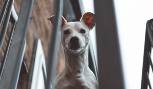 Preview wallpaper whippet, dog, look out, balcony