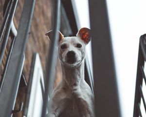 Preview wallpaper whippet, dog, look out, balcony