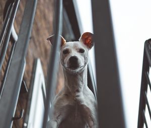 Preview wallpaper whippet, dog, look out, balcony