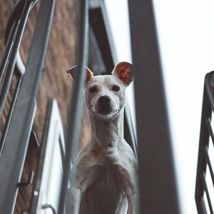 Preview wallpaper whippet, dog, look out, balcony