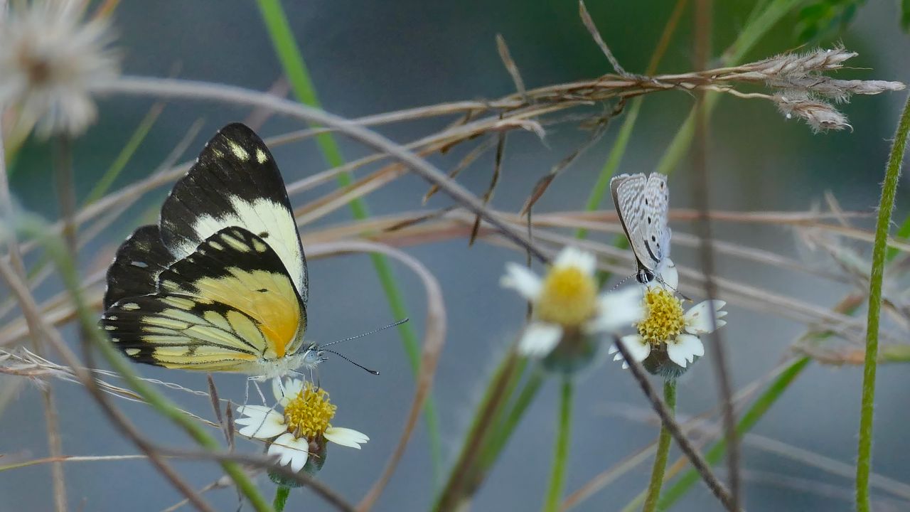 Wallpaper white butterfly, butterfly, insects, grass, pond