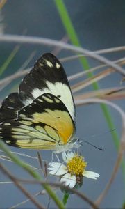 Preview wallpaper white butterfly, butterfly, insects, grass, pond