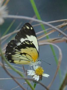 Preview wallpaper white butterfly, butterfly, insects, grass, pond