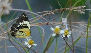 Preview wallpaper white butterfly, butterfly, insects, grass, pond