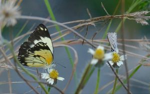 Preview wallpaper white butterfly, butterfly, insects, grass, pond