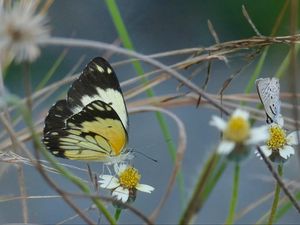 Preview wallpaper white butterfly, butterfly, insects, grass, pond