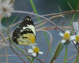 Preview wallpaper white butterfly, butterfly, insects, grass, pond