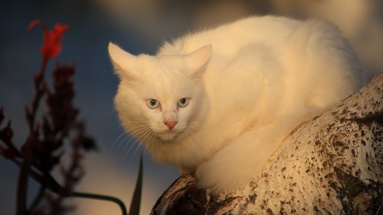 Wallpaper white cat, fear, tree