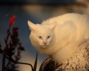 Preview wallpaper white cat, fear, tree