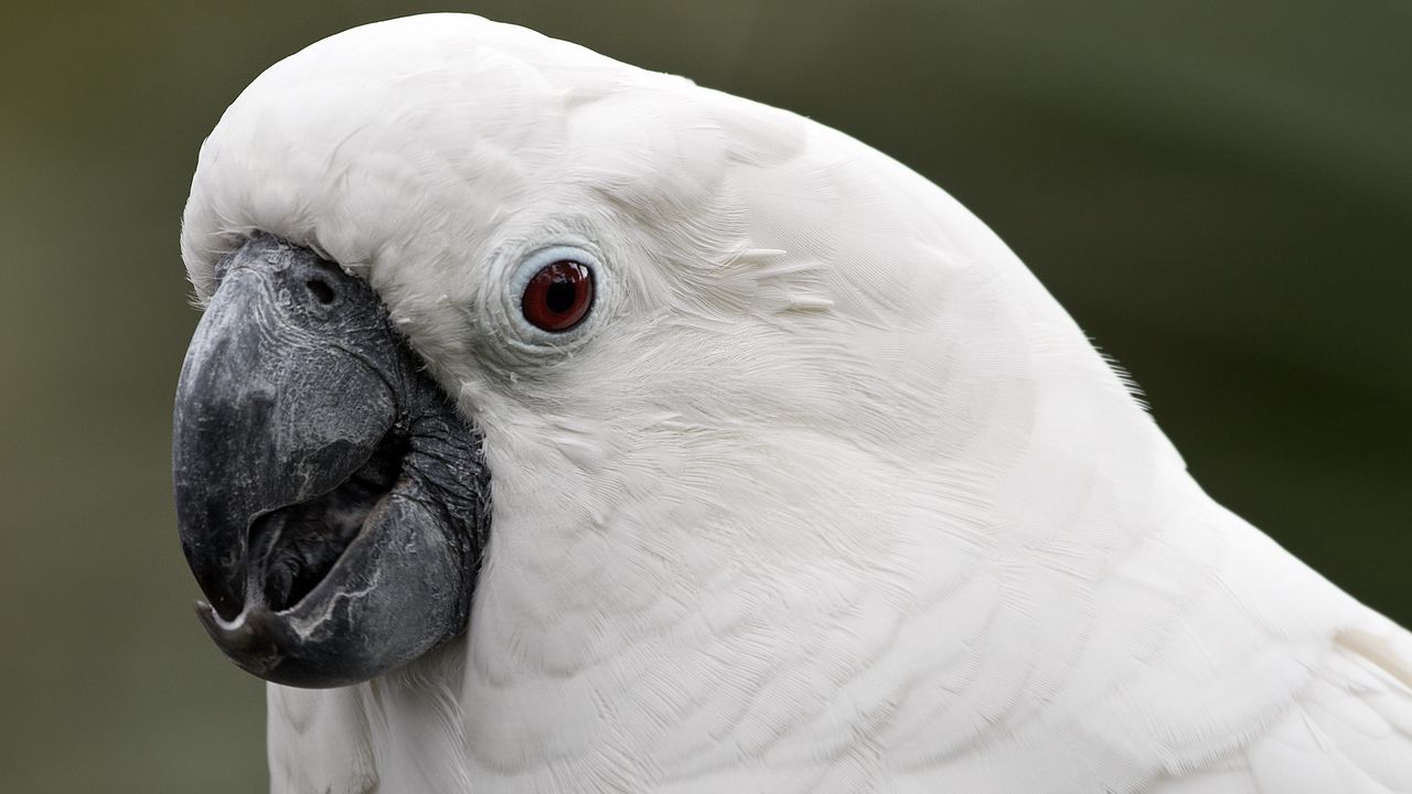 Wallpaper white cockatoo, cockatoo, parrot, white, beak, feathers