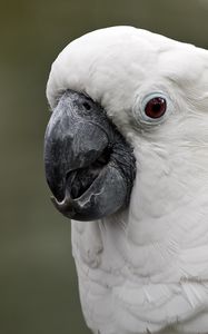 Preview wallpaper white cockatoo, cockatoo, parrot, white, beak, feathers