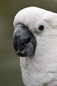 Preview wallpaper white cockatoo, cockatoo, parrot, white, beak, feathers