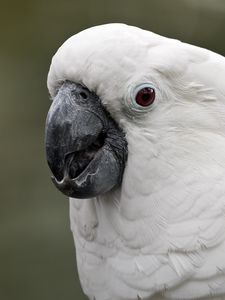 Preview wallpaper white cockatoo, cockatoo, parrot, white, beak, feathers