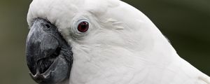 Preview wallpaper white cockatoo, cockatoo, parrot, white, beak, feathers