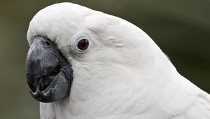 Preview wallpaper white cockatoo, cockatoo, parrot, white, beak, feathers