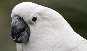 Preview wallpaper white cockatoo, cockatoo, parrot, white, beak, feathers