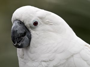 Preview wallpaper white cockatoo, cockatoo, parrot, white, beak, feathers