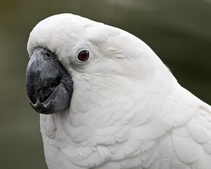 Preview wallpaper white cockatoo, cockatoo, parrot, white, beak, feathers