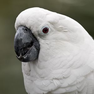 Preview wallpaper white cockatoo, cockatoo, parrot, white, beak, feathers