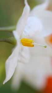 Preview wallpaper white flower, petals, blurring