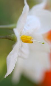 Preview wallpaper white flower, petals, blurring