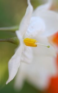 Preview wallpaper white flower, petals, blurring