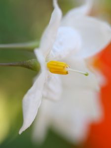 Preview wallpaper white flower, petals, blurring