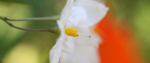 Preview wallpaper white flower, petals, blurring