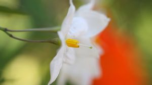 Preview wallpaper white flower, petals, blurring