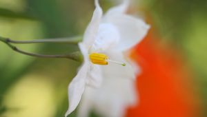 Preview wallpaper white flower, petals, blurring