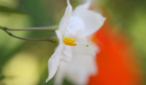 Preview wallpaper white flower, petals, blurring